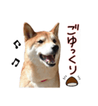 柴犬ソラ君の便利な日常会話スタンプ（個別スタンプ：31）
