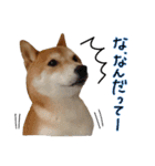 柴犬ソラ君の便利な日常会話スタンプ（個別スタンプ：33）