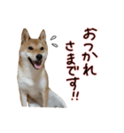 柴犬ソラ君の便利な日常会話スタンプ（個別スタンプ：34）