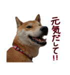 柴犬ソラ君の便利な日常会話スタンプ（個別スタンプ：35）
