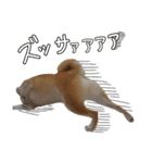 柴犬ソラ君の便利な日常会話スタンプ（個別スタンプ：37）