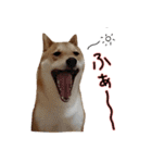 柴犬ソラ君の便利な日常会話スタンプ（個別スタンプ：38）