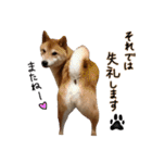 柴犬ソラ君の便利な日常会話スタンプ（個別スタンプ：40）