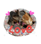 チワワとにゃんこの大家族♥♥（個別スタンプ：1）