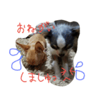 チワワとにゃんこの大家族♥♥（個別スタンプ：2）