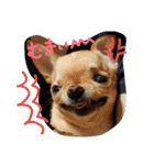 チワワとにゃんこの大家族♥♥（個別スタンプ：7）
