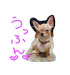 チワワとにゃんこの大家族♥♥（個別スタンプ：13）