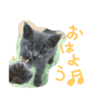 チワワとにゃんこの大家族♥♥（個別スタンプ：14）