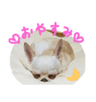 チワワとにゃんこの大家族♥♥（個別スタンプ：16）