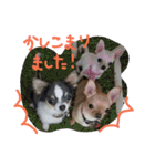 チワワとにゃんこの大家族♥♥（個別スタンプ：18）