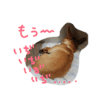 チワワとにゃんこの大家族♥♥（個別スタンプ：21）