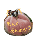 チワワとにゃんこの大家族♥♥（個別スタンプ：23）