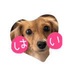 茶々と愉快な仲間たち（個別スタンプ：1）