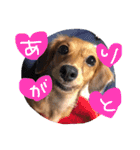 茶々と愉快な仲間たち（個別スタンプ：3）
