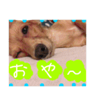茶々と愉快な仲間たち（個別スタンプ：4）