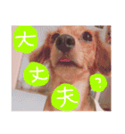 茶々と愉快な仲間たち（個別スタンプ：6）