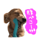 茶々と愉快な仲間たち（個別スタンプ：11）