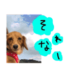 茶々と愉快な仲間たち（個別スタンプ：13）