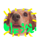 茶々と愉快な仲間たち（個別スタンプ：19）