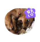 茶々と愉快な仲間たち（個別スタンプ：25）