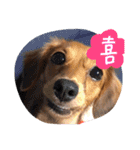 茶々と愉快な仲間たち（個別スタンプ：26）
