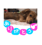茶々と愉快な仲間たち（個別スタンプ：37）