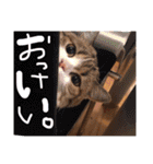 茶々と愉快な仲間たち（個別スタンプ：38）