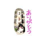 モチ＆ハル＆クッキー（個別スタンプ：1）