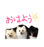 モチ＆ハル＆クッキー（個別スタンプ：13）