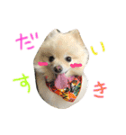 モチ＆ハル＆クッキー（個別スタンプ：19）