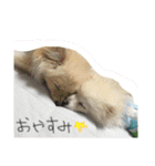 モチ＆ハル＆クッキー（個別スタンプ：22）