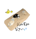 モチ＆ハル＆クッキー（個別スタンプ：23）