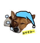ジャックの小次郎（個別スタンプ：6）