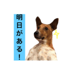 ジャックの小次郎（個別スタンプ：9）