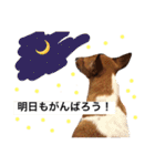 ジャックの小次郎（個別スタンプ：21）