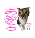 猫まめ♡にゃ〜（個別スタンプ：1）