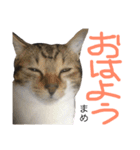 猫まめ♡にゃ〜（個別スタンプ：2）
