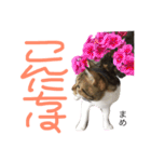 猫まめ♡にゃ〜（個別スタンプ：3）