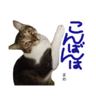 猫まめ♡にゃ〜（個別スタンプ：4）