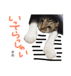 猫まめ♡にゃ〜（個別スタンプ：5）