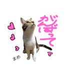 猫まめ♡にゃ〜（個別スタンプ：6）