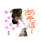 猫まめ♡にゃ〜（個別スタンプ：8）