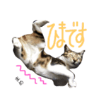 猫まめ♡にゃ〜（個別スタンプ：9）