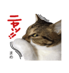 猫まめ♡にゃ〜（個別スタンプ：10）