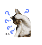 猫まめ♡にゃ〜（個別スタンプ：11）