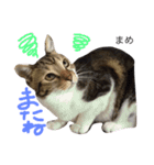 猫まめ♡にゃ〜（個別スタンプ：12）