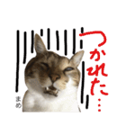 猫まめ♡にゃ〜（個別スタンプ：13）