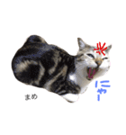 猫まめ♡にゃ〜（個別スタンプ：15）