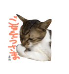 猫まめ♡にゃ〜（個別スタンプ：16）