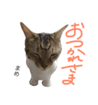 猫まめ♡にゃ〜（個別スタンプ：17）